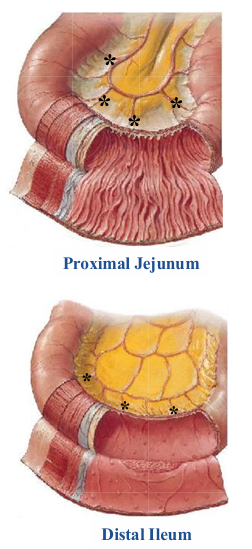 <p>-proximal jejunum: has a thick wall, many circular folds of its mucosa, relatively long straight arteries (vasa recta; black asterisks)</p><p>-distal ileum: has a thin wall, few if any circular folds of mucosa, numerous lymphoid nodules that are best seen histologically, relatively short straight arteries (vasa recta; black asterisks)</p><p>-straight arteries (vasa recta) essentially end arteries; blockage can result in ischemia and subsequent necrosis</p>