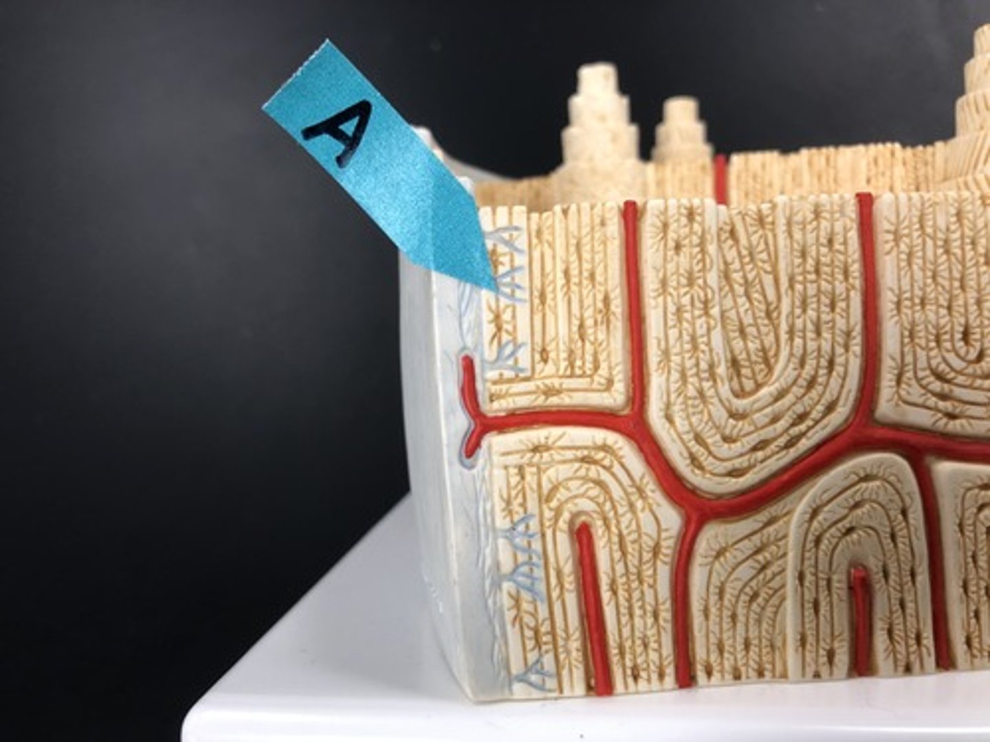 <p>Identify this structure.</p>
