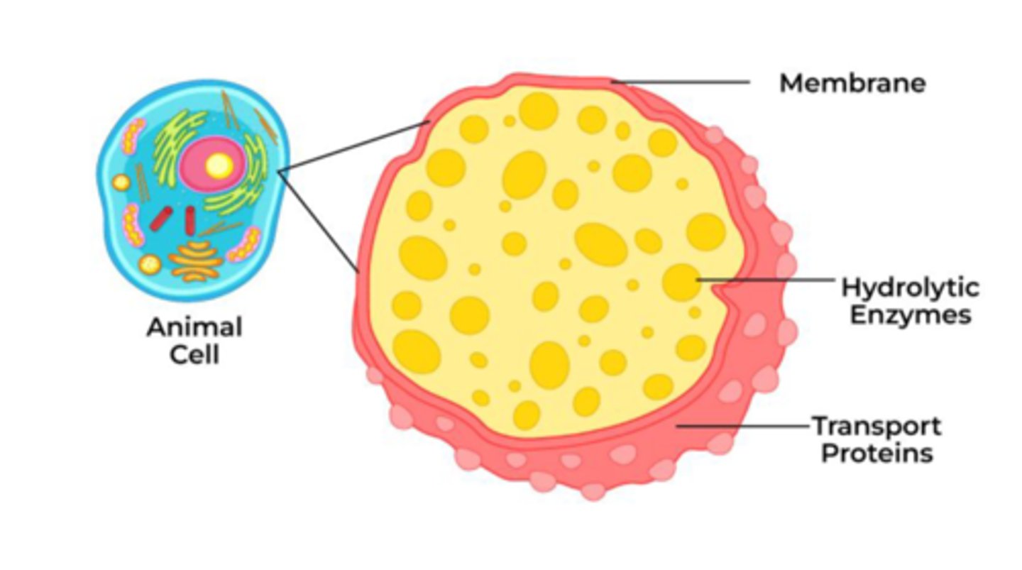 <p>Structure</p><p>Contains enzymes</p><p>Organic catalyst that speeds up chemical reactions</p><p>Functions</p><p>Break down dead materials (food, bacteria, old parts of the cell, etc.)</p><p>Clean-up system</p>