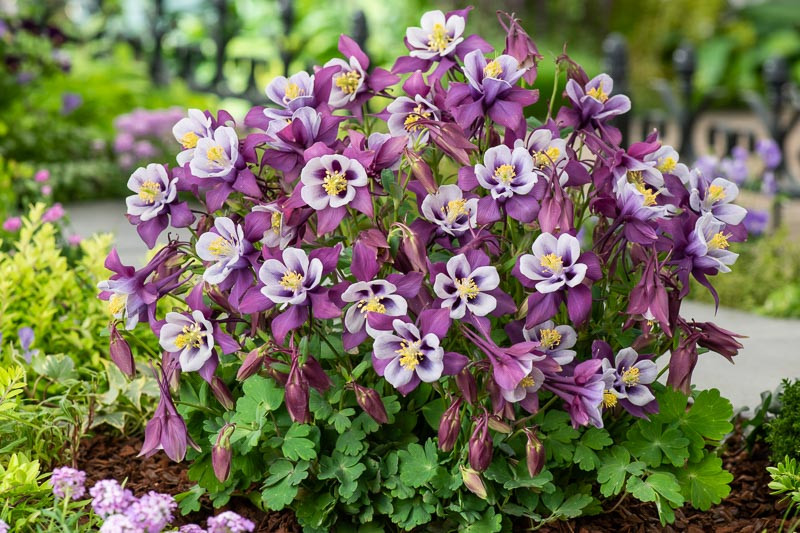<p>A compact columbine with upright, colorful flowers in shades of red, blue, or purple.</p><p>-shorter than the other one (canadensis)</p>