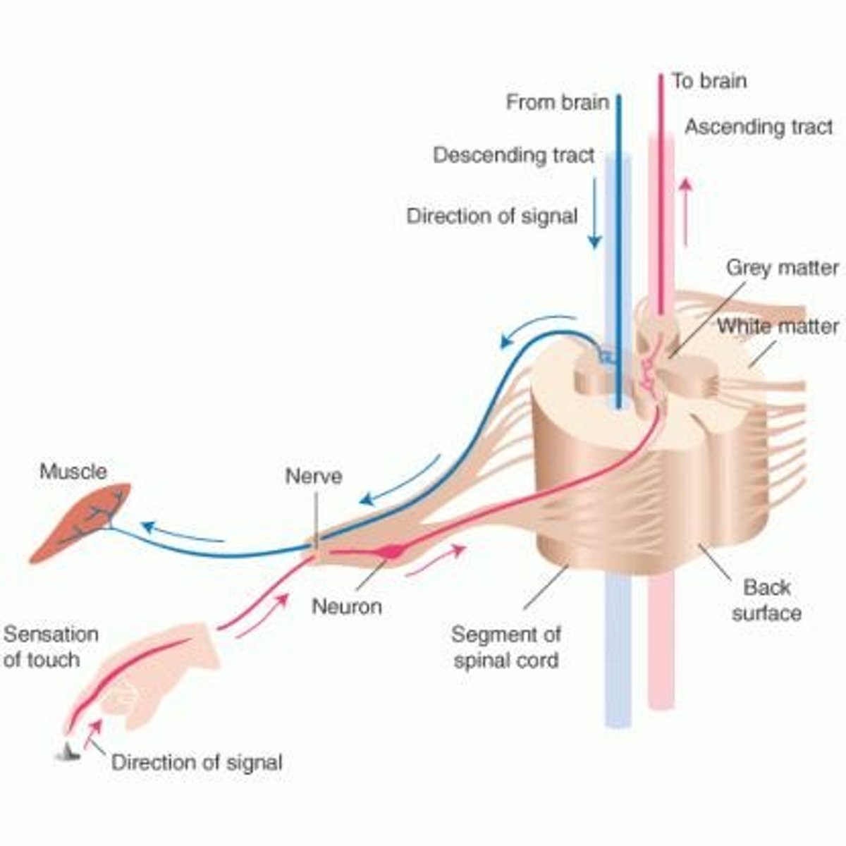<p>Sensory perception information to the spinal cord (afferent pathway).</p>