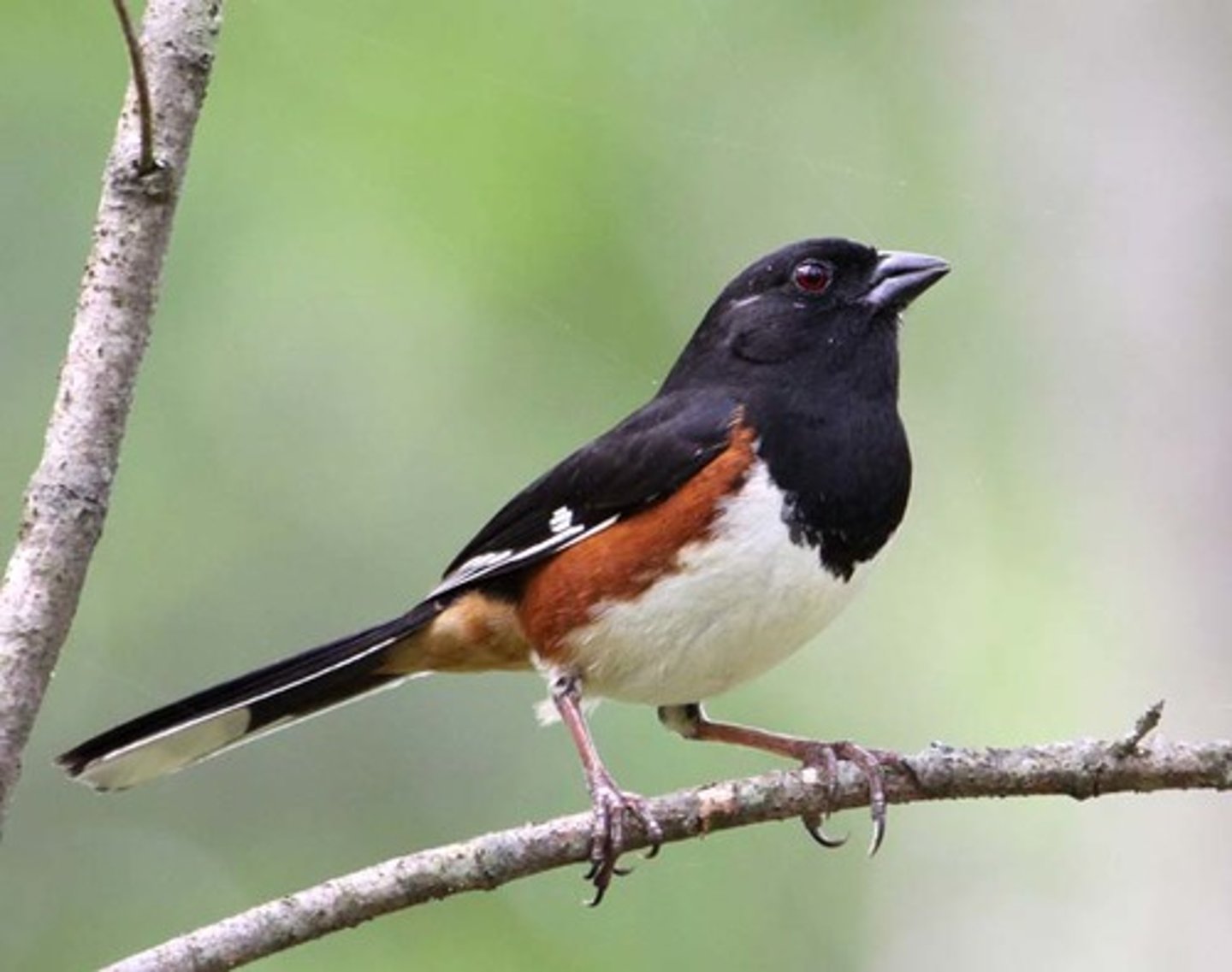 <p>Passeriformes</p><p>Uniform black above, rufous on sides of belly, white belly, white patch on side</p>