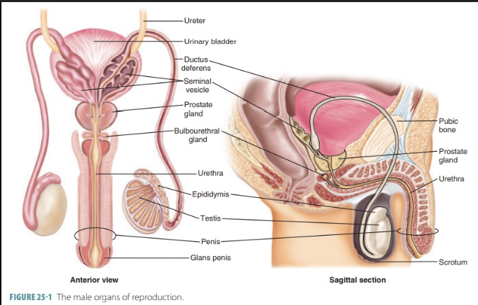 <p>(see gross anatomy flashcards for more photos)</p><p>a. Testis – sperm production</p><p>b. Epididymis – sperm maturation/storage (head, body, tail)</p><p>c. Scrotum – sac holding testes</p><p>d. Ductus deferens – transports sperm</p><p>e. Prostatic urethra – through prostate</p><p>f. Membranous urethra – shortest portion</p><p>g. Spongy urethra – in penis</p><p>h. Spermatic cord – contains vas deferens, vessels, nerves</p><p>i. Inguinal canal – passageway for spermatic cord</p><p>j. Penis (Body, Glans) – external organ for sperm delivery</p><p>k. Cremaster muscle – raises/lowers testes</p><p>l. Dartos muscle – wrinkles scrotal skin</p>