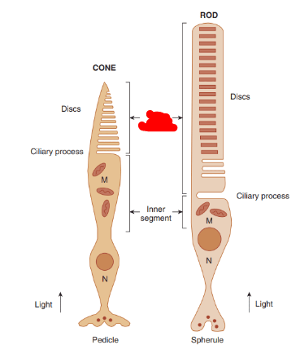 <p>portion of the photoreceptor which contains photopigment that absorbs light.</p>