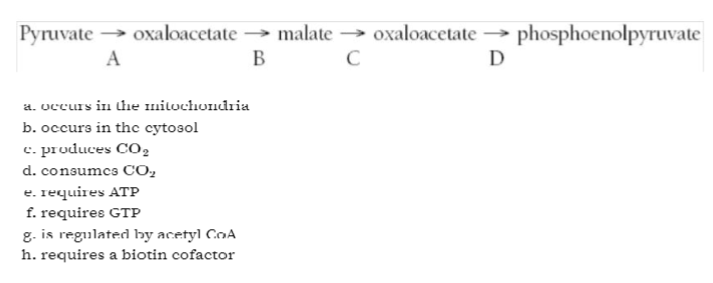 <p>Match the capital letters indicating the reactions of the gluconeogenic pathway with the following statements.</p>