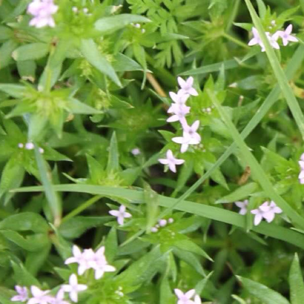 Blue field madder