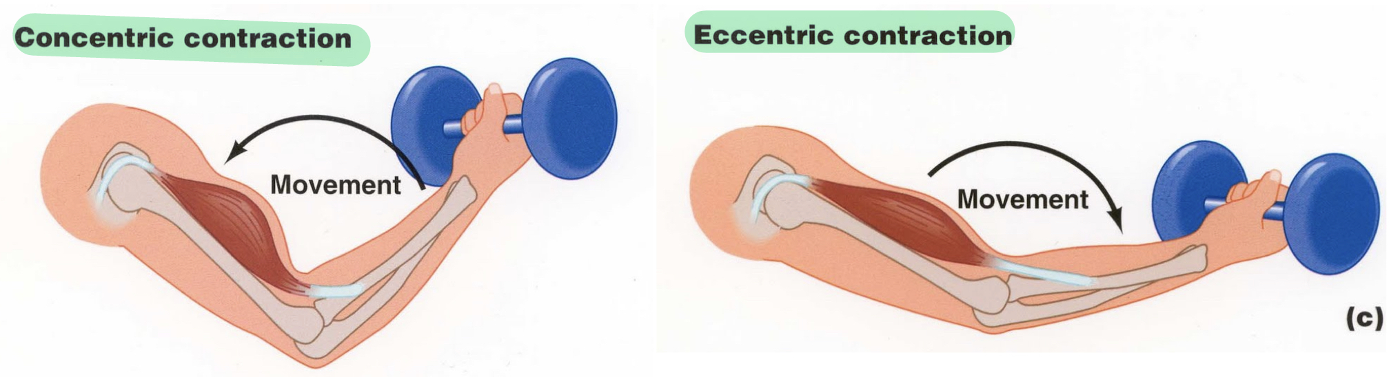 <ul><li><p>concentric contraction: muscle fiber SHORTENS when force is GREATER than load</p></li><li><p>eccentric contraction: muscle may actually LENGTHEN, despite contraction, if the load is too great ( allow you to lower a weight gently after full contraction)</p></li></ul>