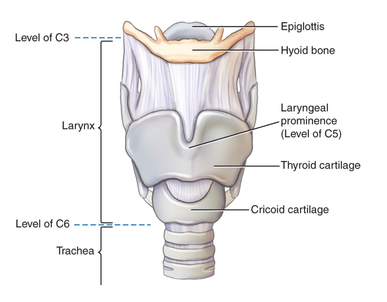 <p>U-shaped bone in the neck; provides attachment for tongue and neck muscles; free-floating.</p>