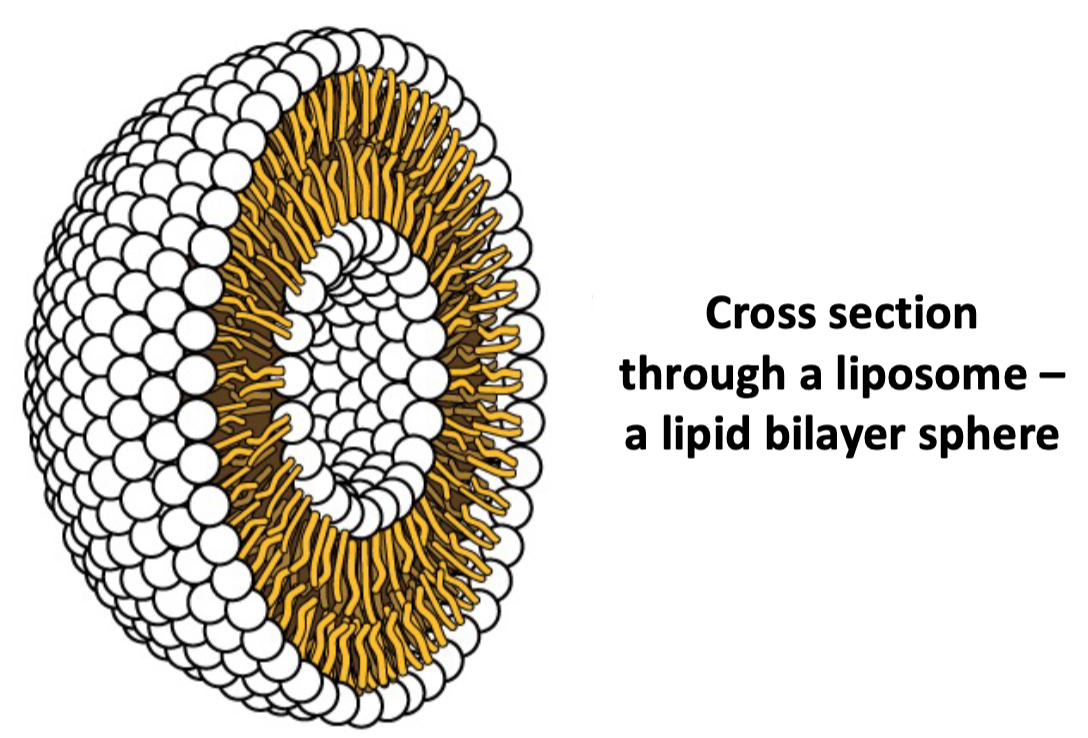 <ul><li><p>Spherical structure spontaneously formed by double layer of lipids</p></li><li><p>Formed by cylinder-shaped phospholipids (2 fatty tails)</p></li></ul>