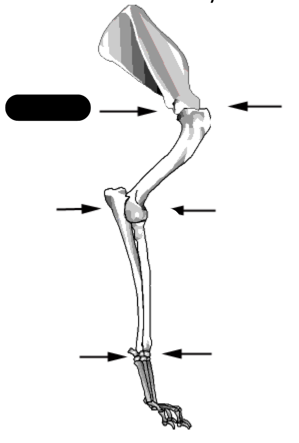 What is the technical  and common anatomical name?