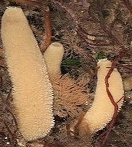 <p>What species is this? Which phylum?</p>