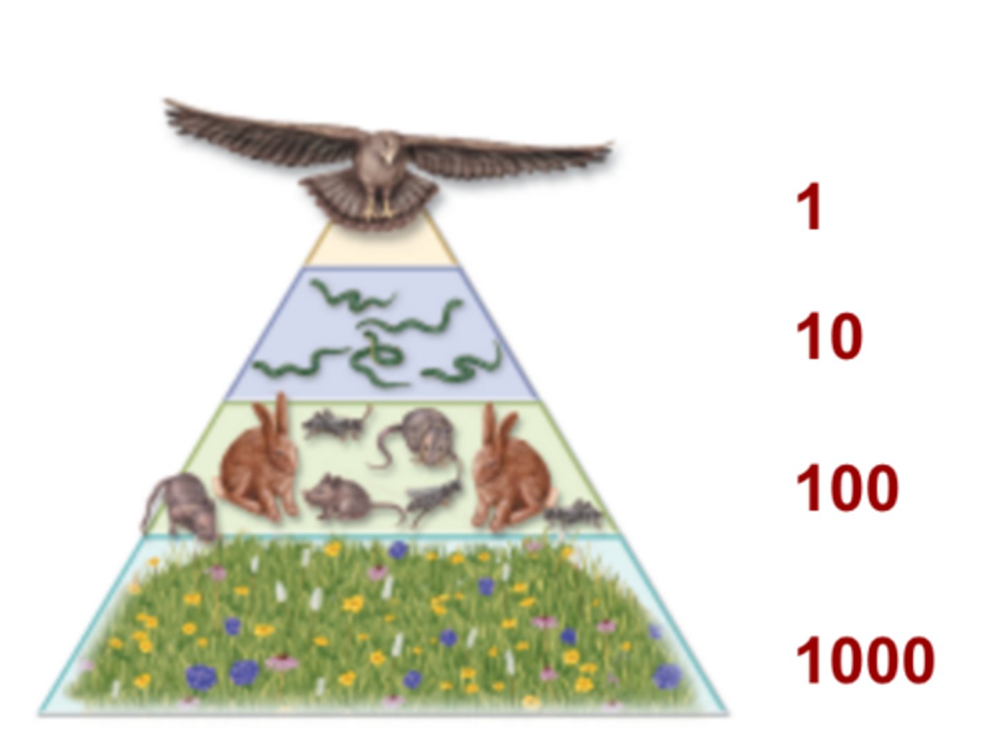 <p>A diagram that shows the relative number of individual organisms at each trophic level in an ecosystem.</p>