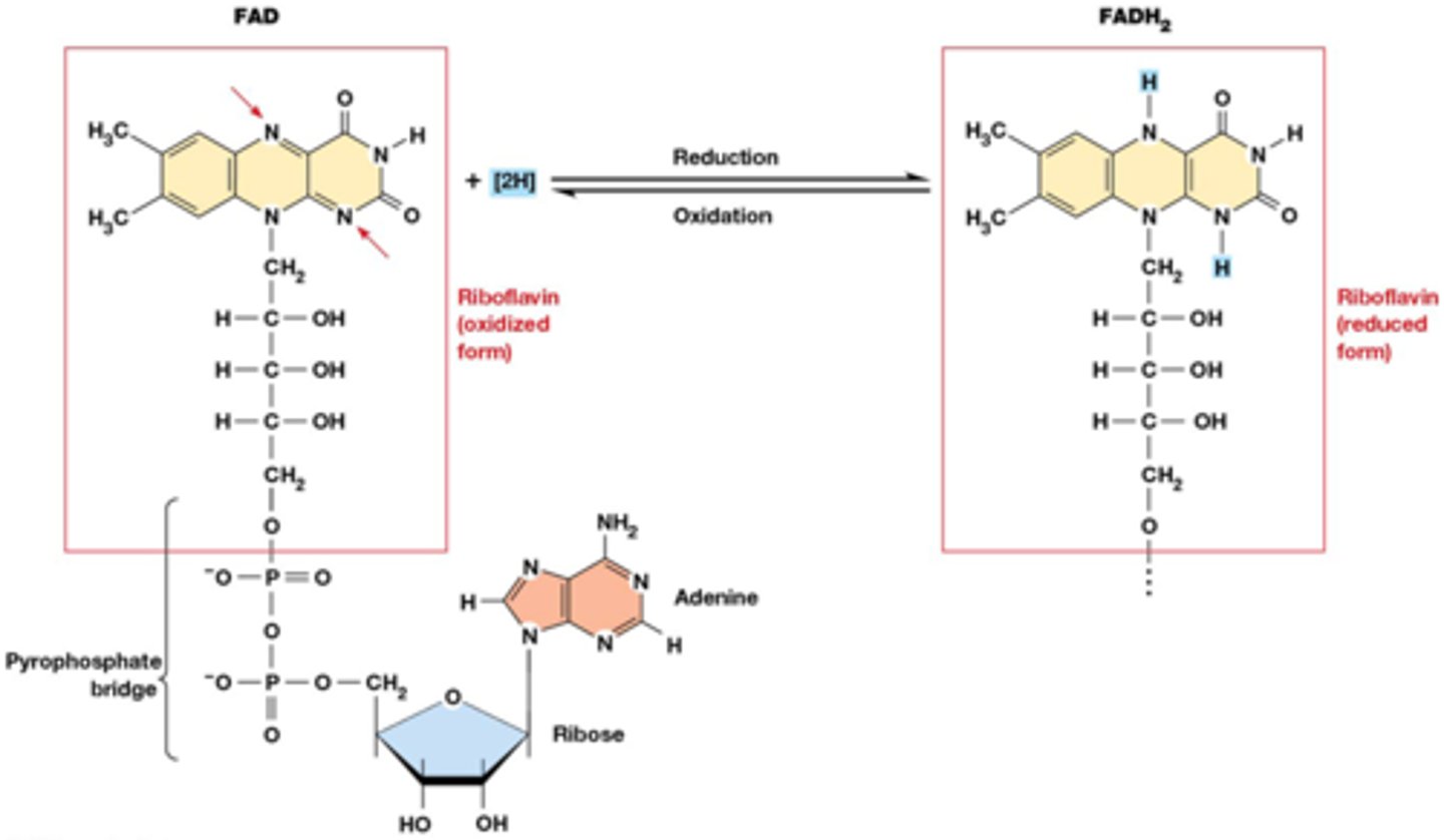 <p>1) flavine adenine dinucleotide</p><p>2) zie foto</p>