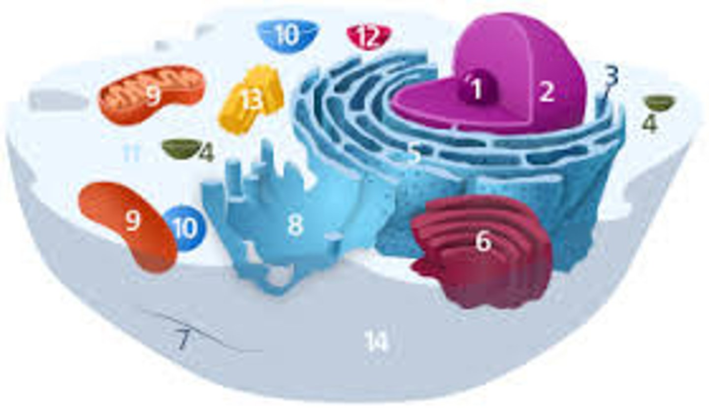 <p>A small structure within a cell that performs a specific job.</p>