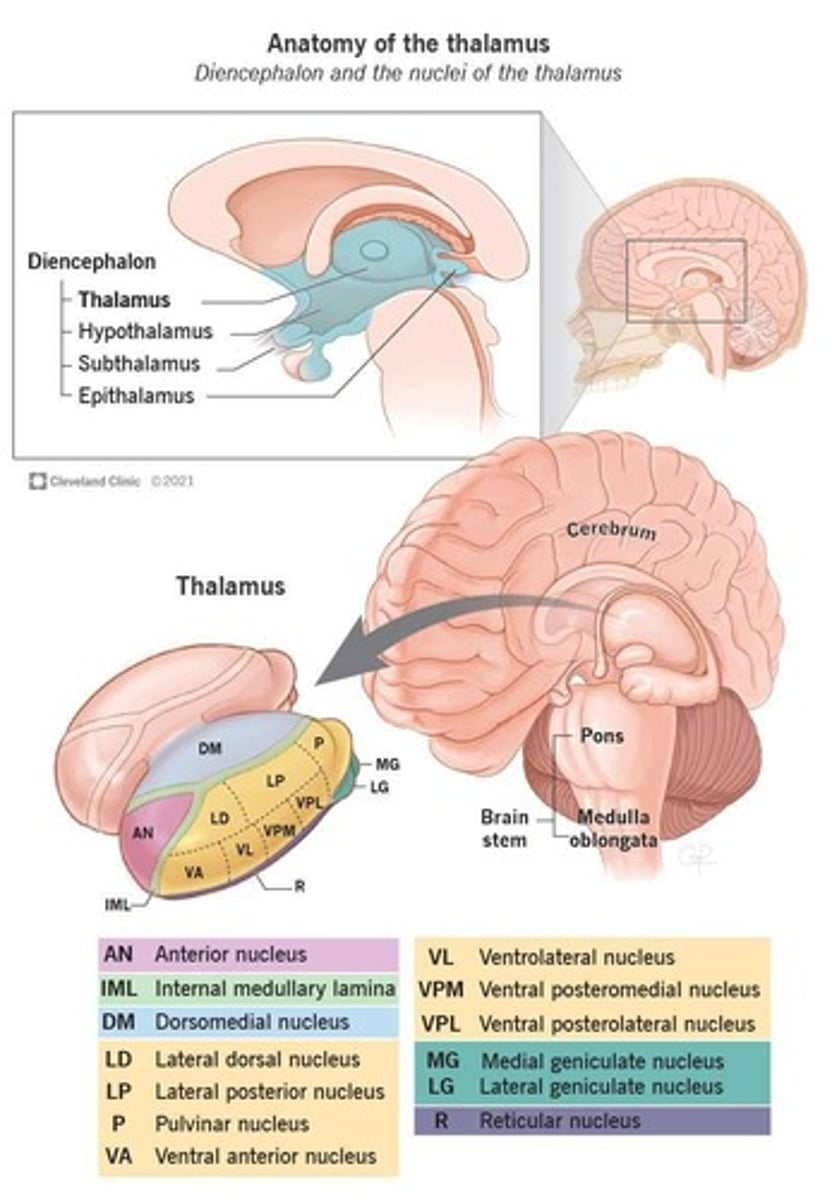<p>To act as a relay station for information coming into the cortex.</p>