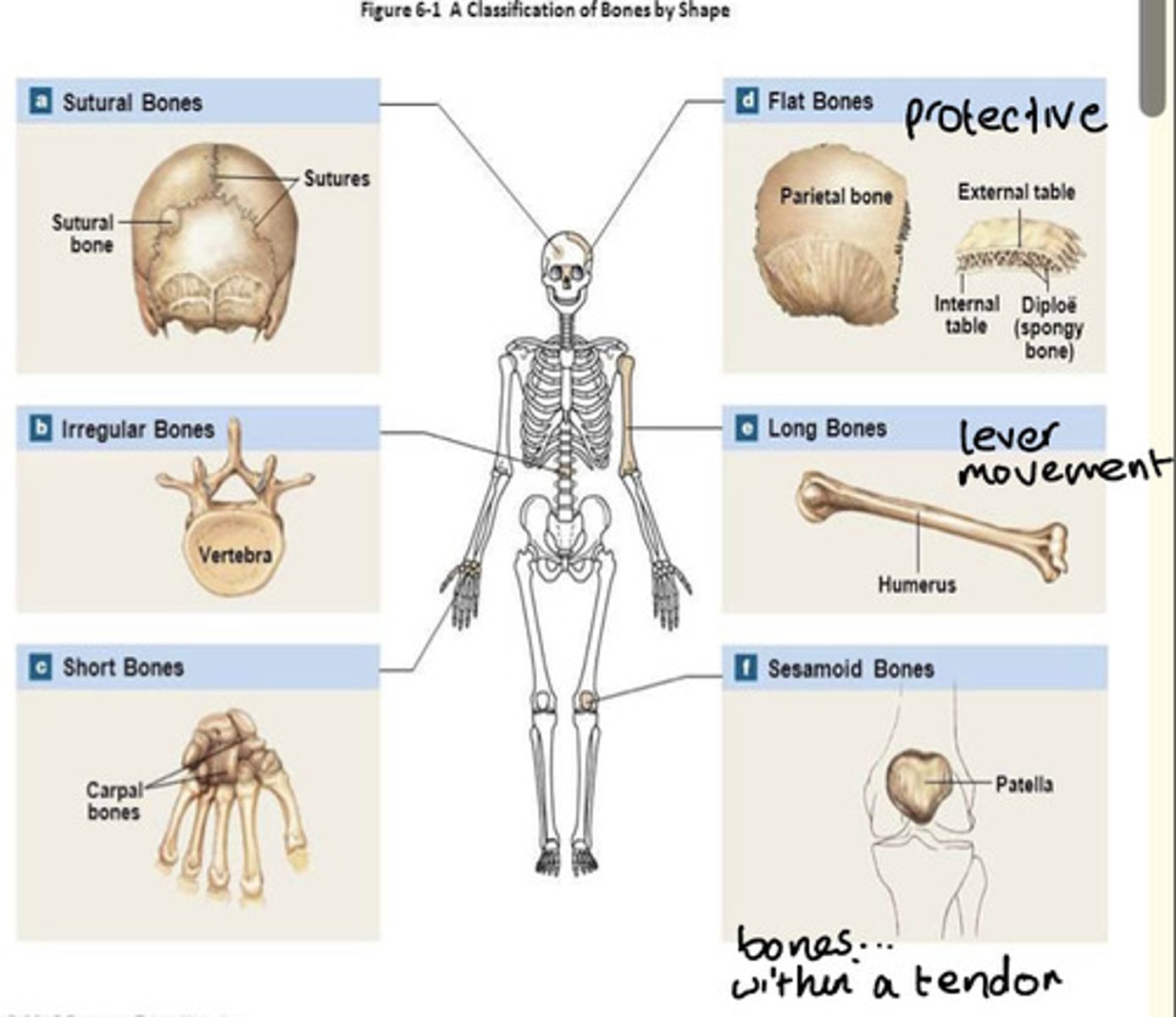 <p>1) Long e.g., humerus </p><p>2) Short (cuboidal) e.g., carpal </p><p>3) Flat e.g., skull parietal </p><p>4) Irregular e.g., vertebra</p><p>5) Sesamoid e.g., patella</p>