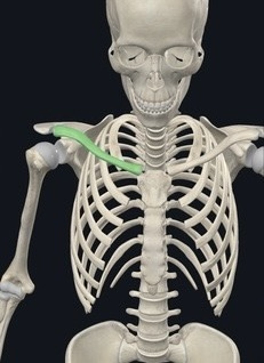 <p>Collarbone connecting arm to body.</p>