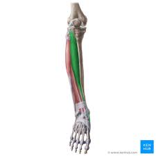 <p>Dorsiflexes foot</p>