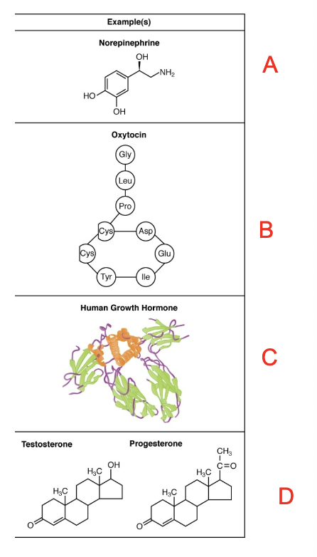 <p>which hormone shown is a short polypeptide?</p>