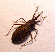Trypanosome vectors-Chaga’s disease- African Kissing Bug-*T. cruzi*