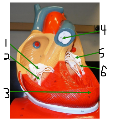 <p><span>Name structure 3</span></p>