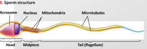 <ul><li><p>Spermatogenesis produces four mature, haploid <strong>spermatozoa (sperm)</strong> – typically motile cells driven through a watery medium by a flagellum </p></li><li><p>At the last step of maturation spermatid to sperm, most of the cytoplasm is lost – except for mitochondria, which produce theATP that drive the flagellum </p></li><li><p>A specialized secretory vesicle <strong>(acrosome)</strong> containing enzymes and other proteins that help the sperm penetrate the egg forms a cap over the nucleus in the head of the sperm</p></li></ul><p></p>