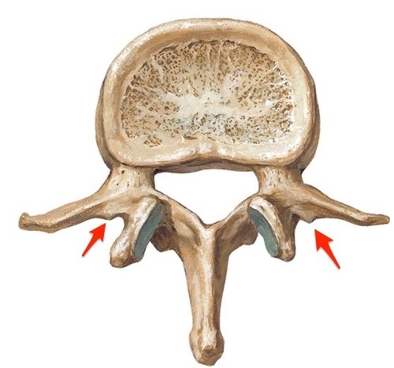 <p>processes specific to lumbar vertebrae, found in between transverse and spinous processes on the lamina</p>