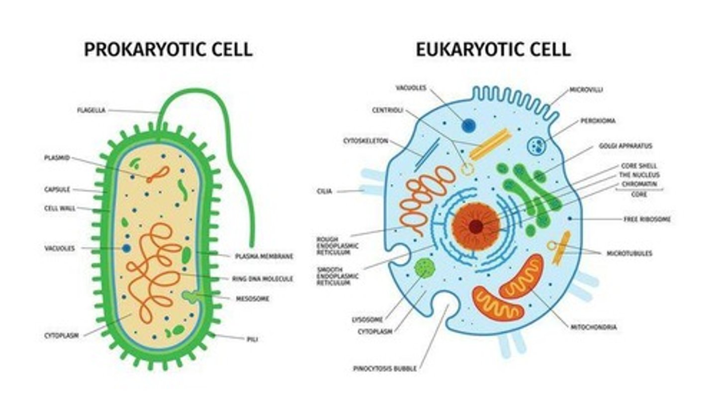 <p>Cells without a true nucleus; DNA is located in a nucleoid.</p>