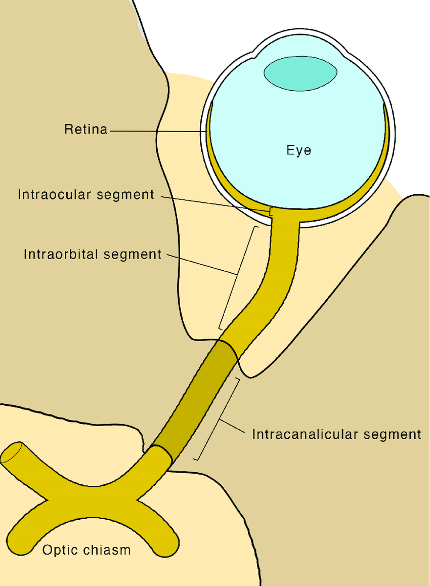 <p>pia, arachnoid, and dura membranes continuous with the meninges of the brain (inner to outer layers: PAD)</p>