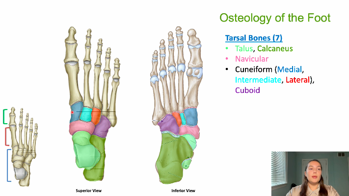 <p>7</p><p>talus</p><p>calcaneus </p><p>navicular </p><p>cuneiform (medial, intermediate, lateral), cuboid </p>