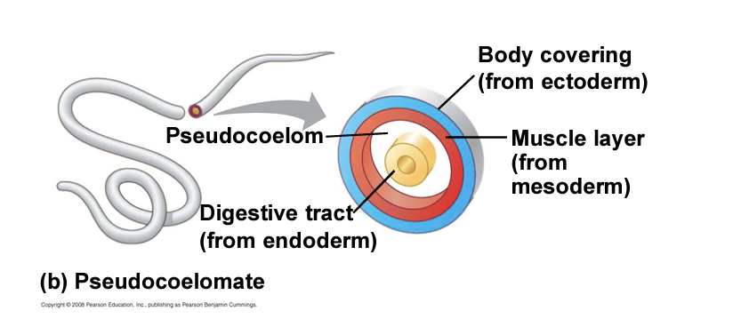 <p>pseudocoelomates</p>