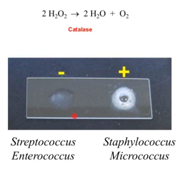 <p>how can u tell the difference between streptococcus and staphylococcus?</p>