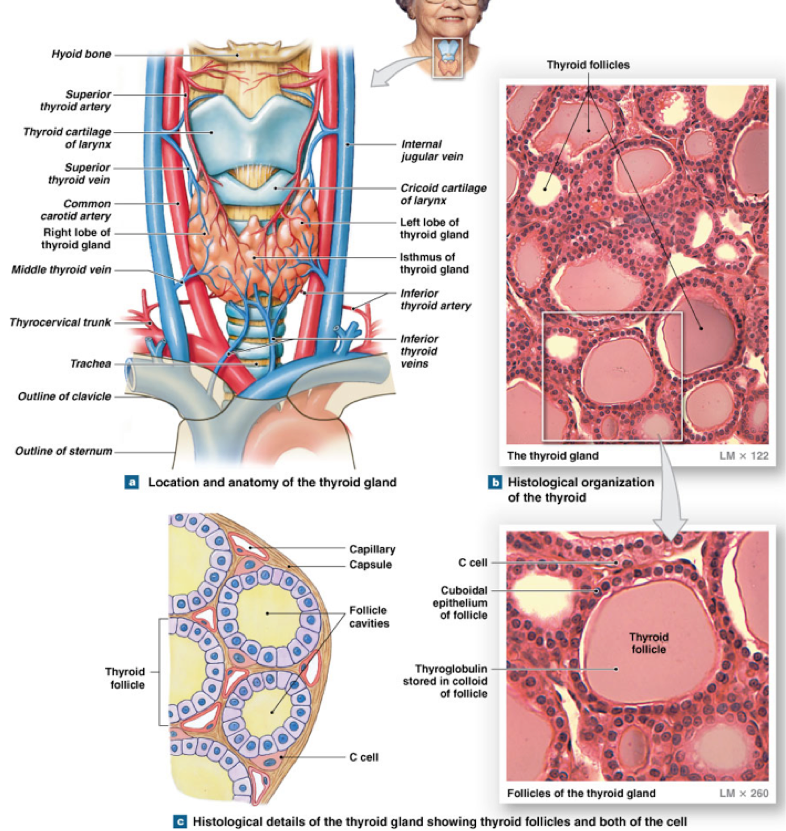 <ul><li><p>2 (connected) lobes just inferior to the thyroid cartilage (highly vascularized) </p></li><li><p>Follicle: the smallest functional unit </p><ul><li><p>Fluid (colloid) filled sphere lined by simple cuboidal epithelial cells (follicle cells) </p></li><li><p>Synthesis/release of thyroid hormone </p></li></ul></li><li><p>Parafollicular cells: C cells</p><ul><li><p>Synthesis/release of calcitonin hormone </p></li></ul></li></ul><p></p>