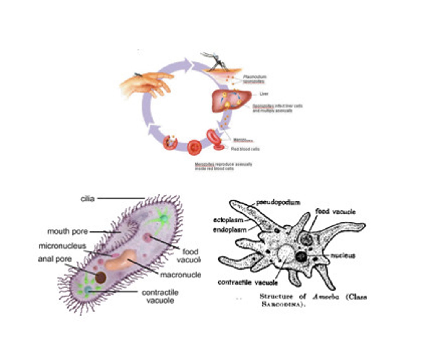 <p>unicellular aerobic eukaryotes. they are the largest group of organisms in the world in terms of numbers, biomass, and diversity.</p>