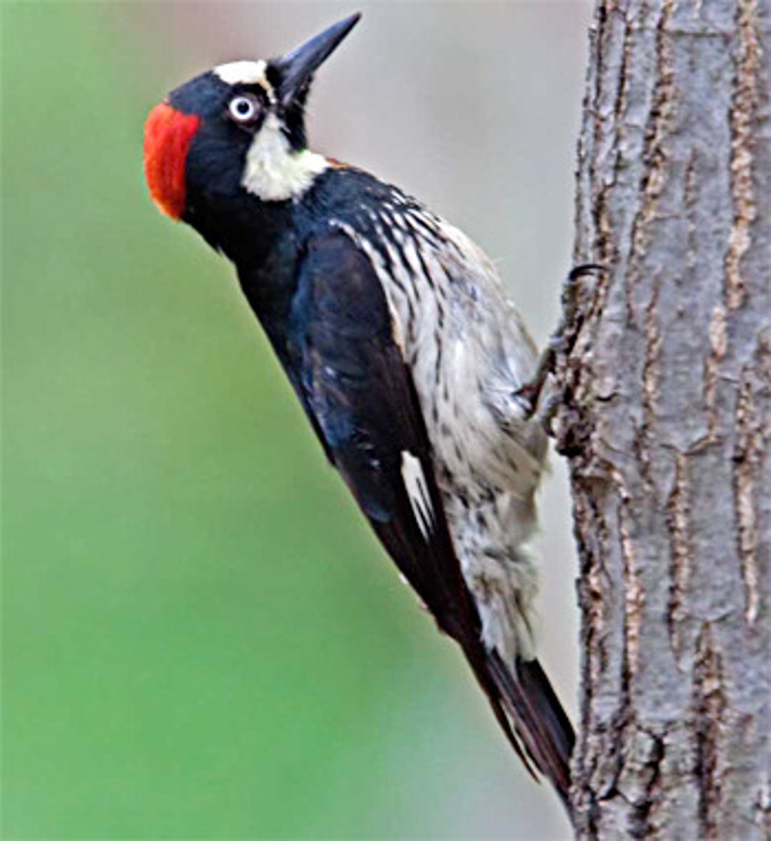 <p>white forehead, black, then partial red crown; oak and riparian woodlands</p>