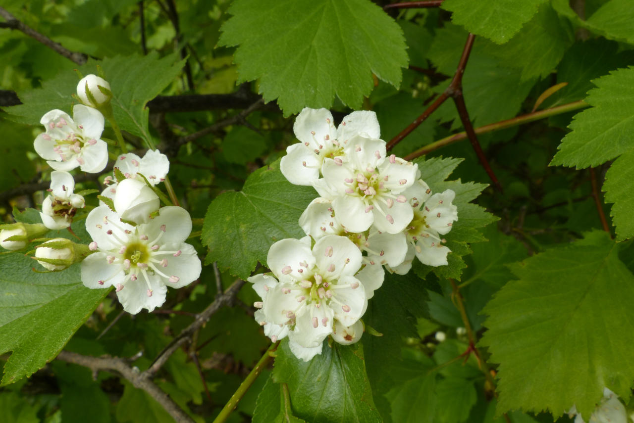 <p>Aitaorapihlaja</p>