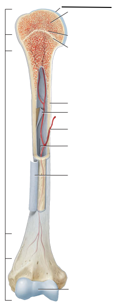<p>Fill in the blank: Identify this specific part of the humerus (arm bone).</p>