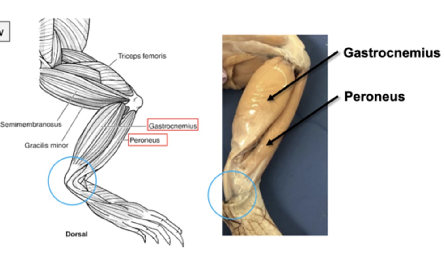 <p>flexor: peroneus</p><p>extensor: gastrocnemius</p>