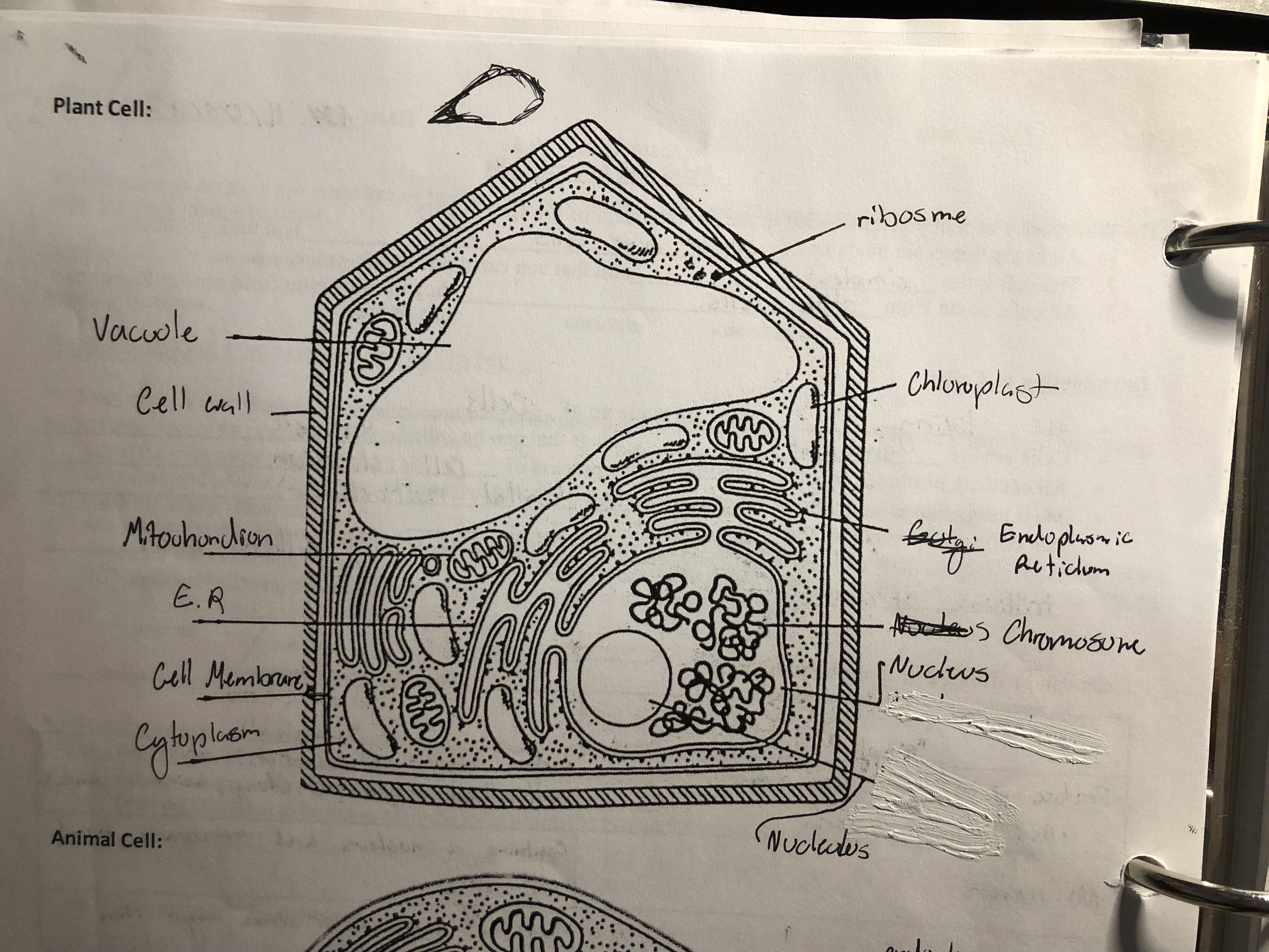 <p>Know...</p><ul><li><p>Vacuole</p></li><li><p>Cell Wall</p></li><li><p>Mitochondrion</p></li><li><p>Endoplasmic Reticulum (E.R)</p></li><li><p>Cell Membrane</p></li><li><p>Cytoplasm</p></li><li><p>Ribosome</p></li><li><p>Chloroplast</p></li><li><p>Chromosomes</p></li><li><p>Nucleus</p></li><li><p>Nucleolus</p></li></ul>