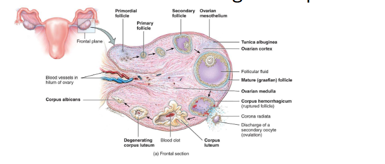 <p><span style="color: rgb(0, 0, 0);"><span>• Follicles develop from primordial → Graafian → ovulation → corpus luteum → regression (if no fertilization)</span></span><span style="color: rgb(0, 0, 0);"><br></span><span style="color: rgb(0, 0, 0);"><span>• HPG axis controls the process</span></span><span style="color: rgb(0, 0, 0);"><br></span><span style="color: rgb(0, 0, 0);"><span>• Hormone feedback ensures only one ovulation per cycle (progesterone “hypothalamus” → anter pit)</span></span><span style="color: rgb(0, 0, 0);"><br></span><span style="color: rgb(0, 0, 0);"><span>• Males use same axis but maintain constant gamete production</span></span></p>