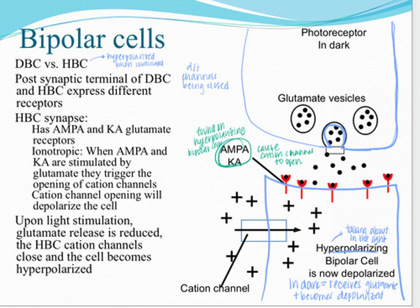 <p>What is the mechanism of ionotropic AMPA & KA receptor?</p>