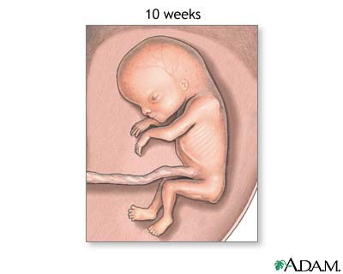 <p>10-12 weeks GA</p>