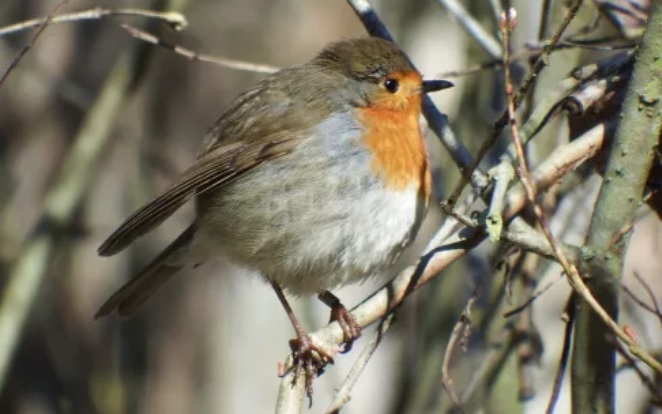 <p>zařaď živočicha do systému</p><p>Třída - řád - čeleď - druh čeština (latina)</p>