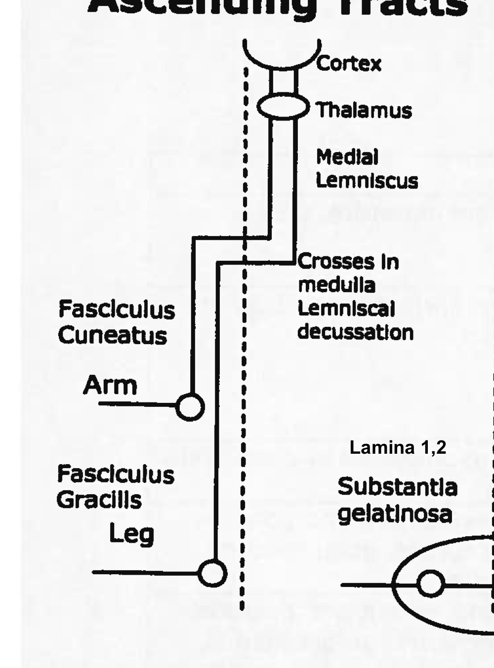 <p>Name tract</p><p>Ascending or descending? </p>