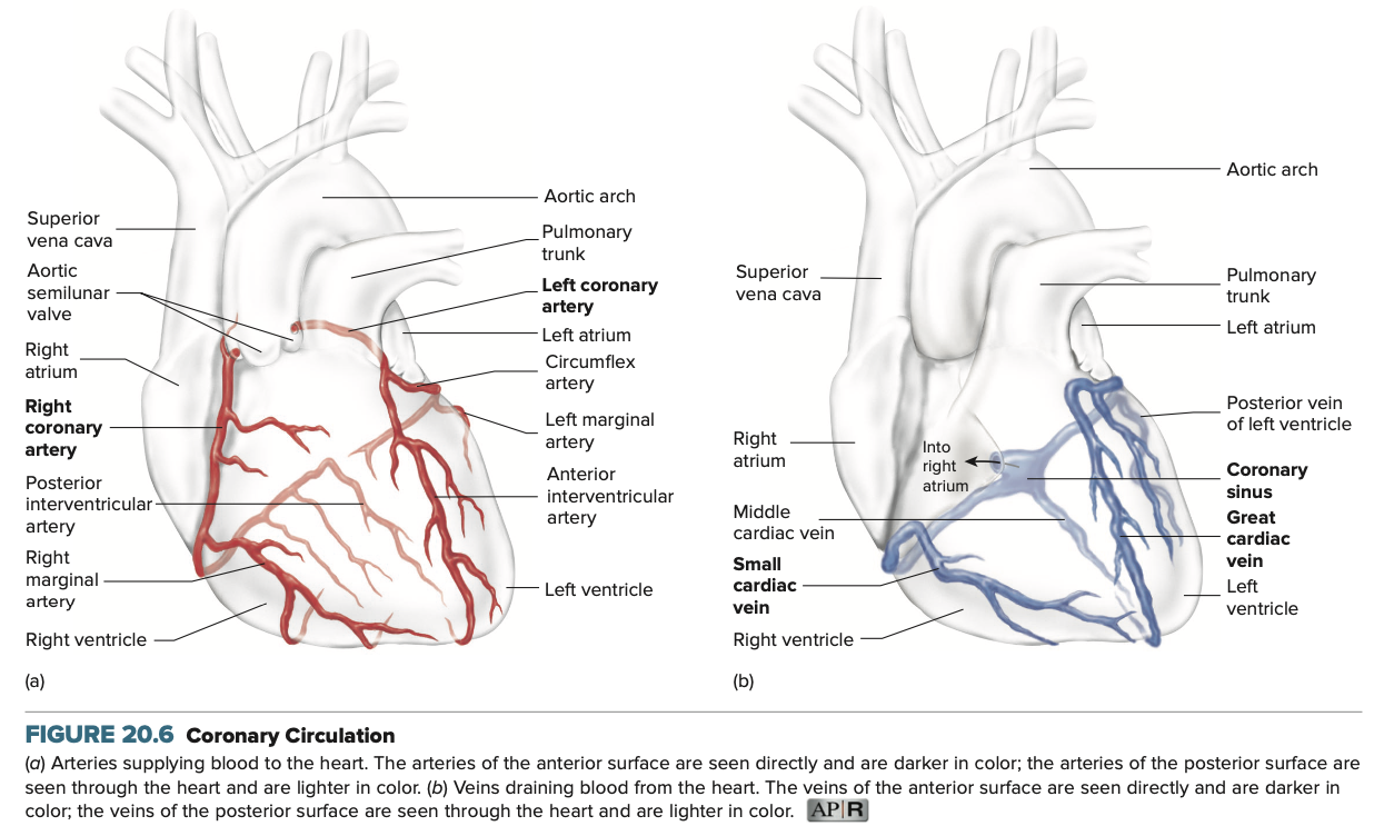 <p>3 Major Branches of the Left Coronary Artery</p>