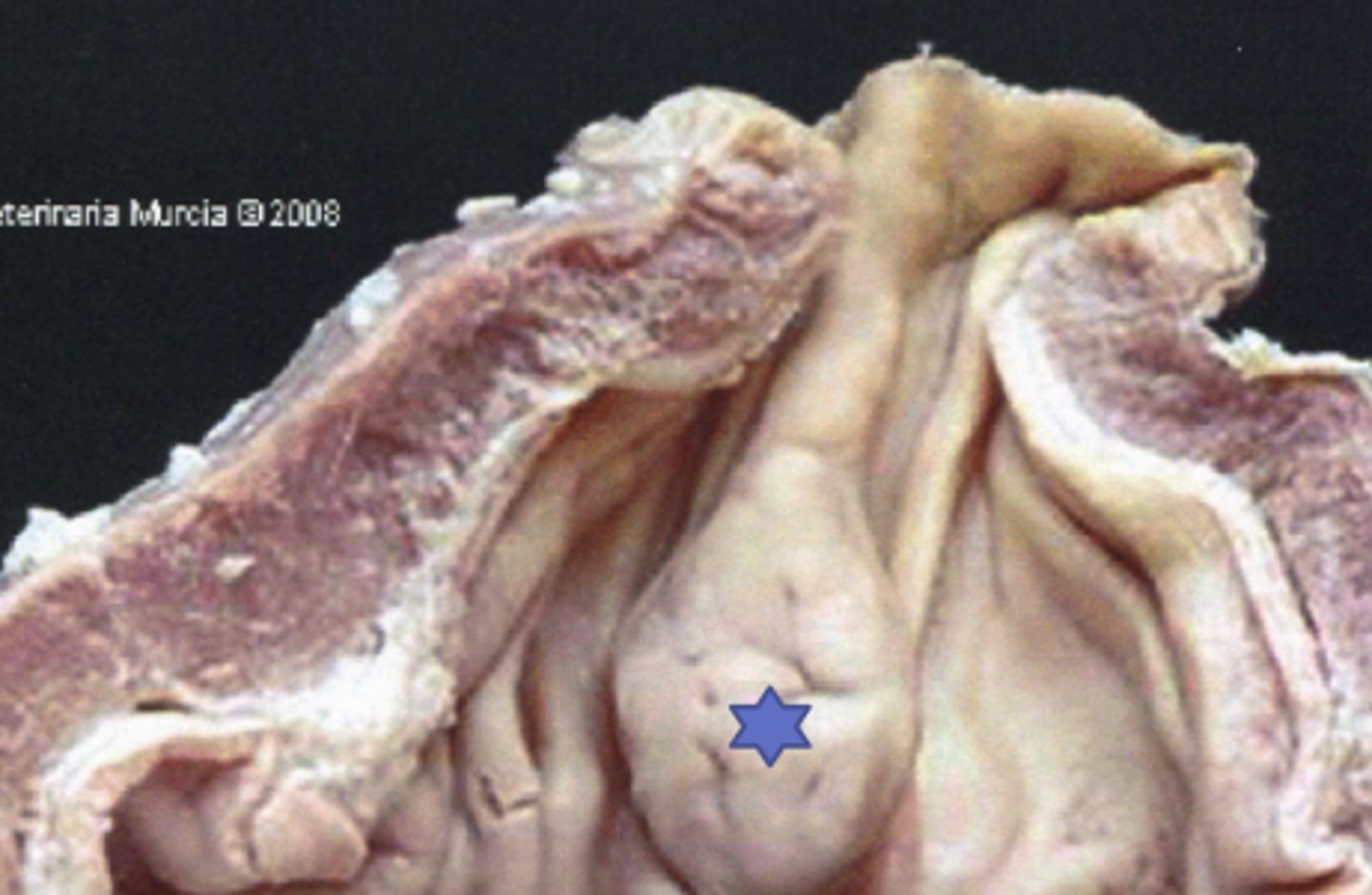 <p>What animal will we find a torus pyloricus?</p>