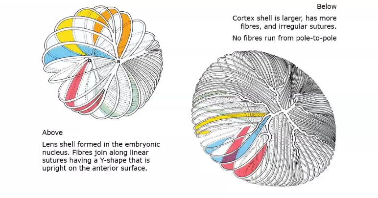 <p>lens nucleus and cortex sutures </p>
