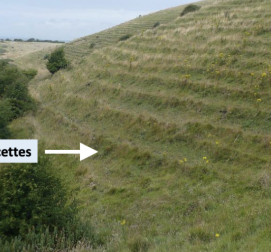            

Slow downward progression of material on low-grade slopes

common in humid and temperate climates. (seasonal changes in soil temp and moisture)

Due to the upward movement of an underlying soil layer due to the wetting and drying cycles, filling of cracks from upslope.

 form terracettes          

Tree trunks bend as the material moves from underneath it   