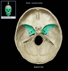 <p>project laterally from the sphenoid body, forming parts of the middle cranial fossa and the orbits</p>