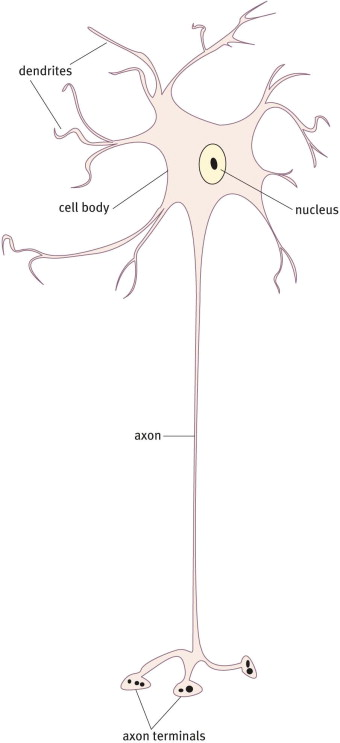 <p>Neuron with one neurite extending from the soma</p>